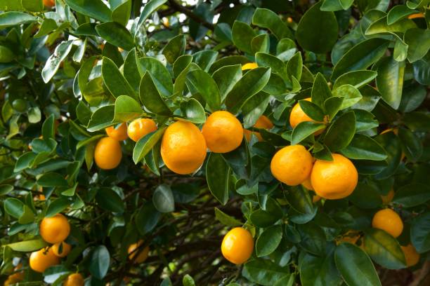 istock Many kumquats fruit 1124338999