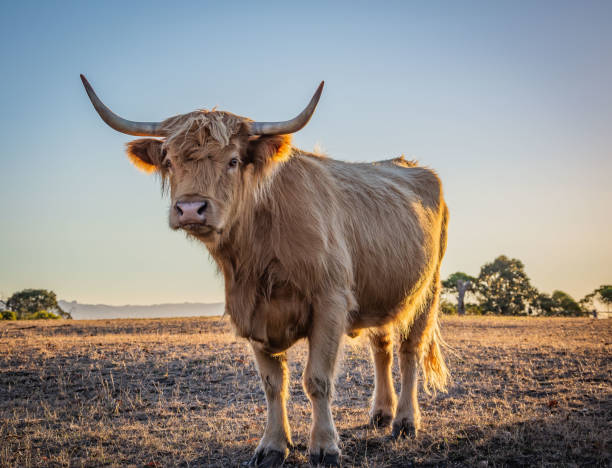 istock Portrait of a Higland Cow 1124339064