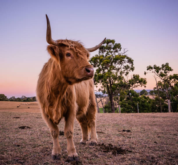 istock Portrait of a Higland Cow 1124339350