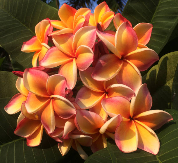 istock Pink yellow flowers. 1124339688