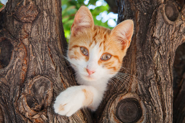 istock Portrait of pure yellow cat with on tree, front view. 1124342500