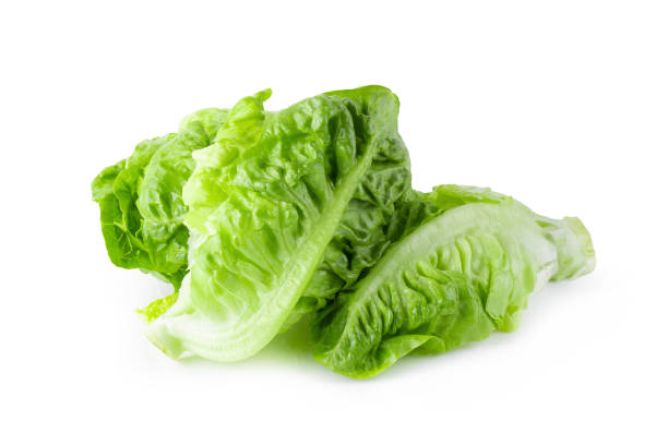 istock fresh baby Cos Lettuce Isolated over the White Background. 1124344077