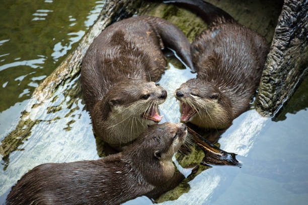 istock oriental small-clawed otter, Asian small-clawed otter, ( Aonyx cinereus). 1124344350
