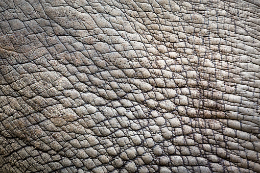 Rhinoceros skin pattern for background.