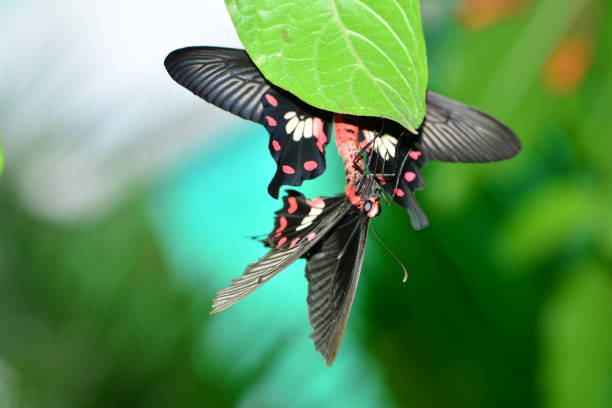 Butterfly in zoo Switzerland