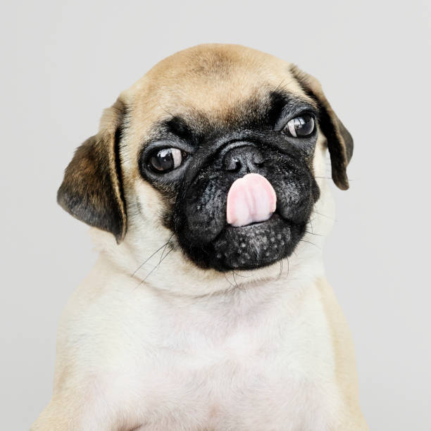 istock Adorable Pug puppy solo portrait 1124345675