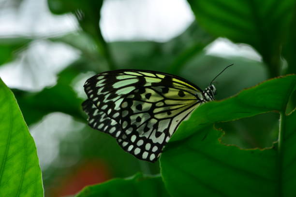 Close-up photo of a malachite butterfly (ventral side) with green foliage in the background. Taken at the butterfly house at Brookside Gardens, Wheaton, MD.
