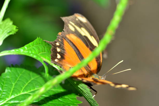 istock Brown butterfly on the leaf in macro capture 1124346139