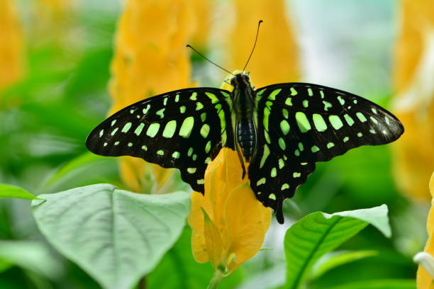 istock Black butterfly colorful spotted on the leaf 1124346300