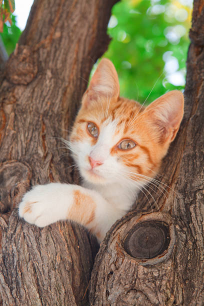 istock Portrait of pure yellow cat with on tree, front view. 1124346811