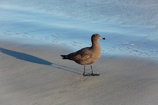 black Seagull with it's long shadow on the beach- Stock image.