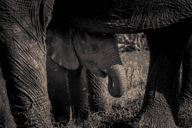 Taken at Private Game Reserve, South Africa