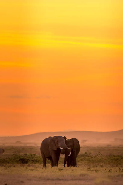 The Mighty World of Elephants!
