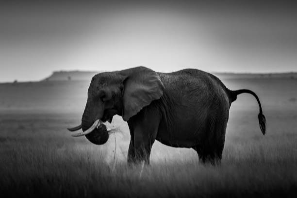 This image of Elephants is taken at Amboseli in Kenya.