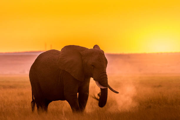 istock The Mighty World of Elephants! 1124350202