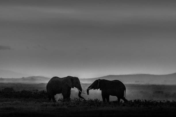 istock The Mighty World of Elephants! 1124350203