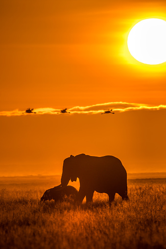 This image of Elephants is taken at Amboseli in Kenya.