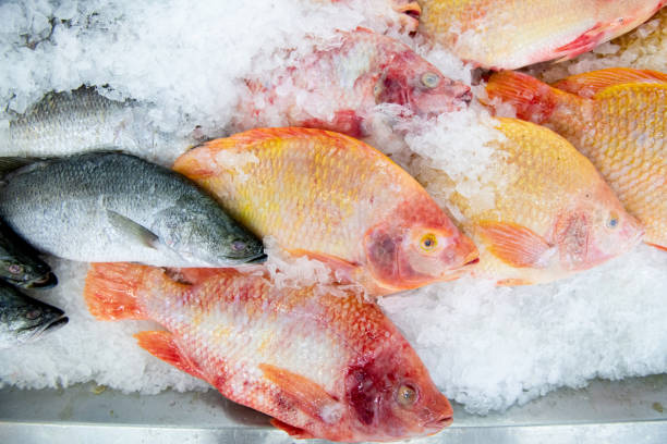 生鮮魚市場 - variation catch of fish fish prepared fish ストックフォトと画像