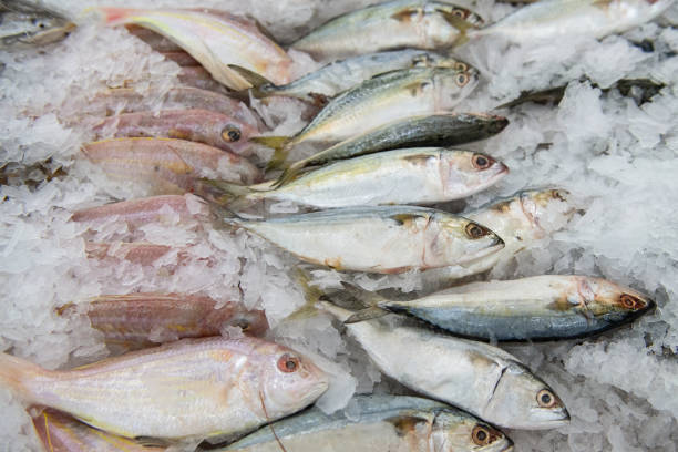 fresh fish in market - catch of fish gilt head bream variation fish imagens e fotografias de stock