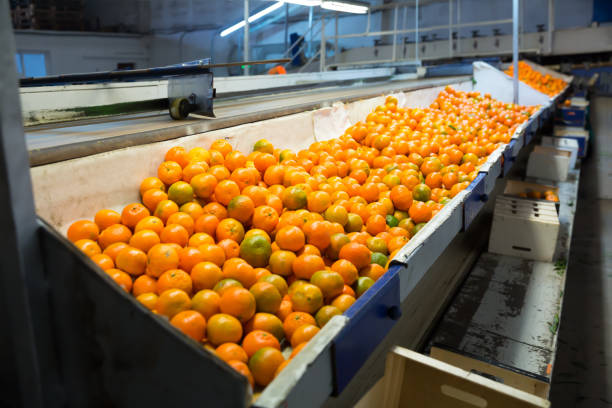 istock View of ripe oranges conveyor belt 1124351648