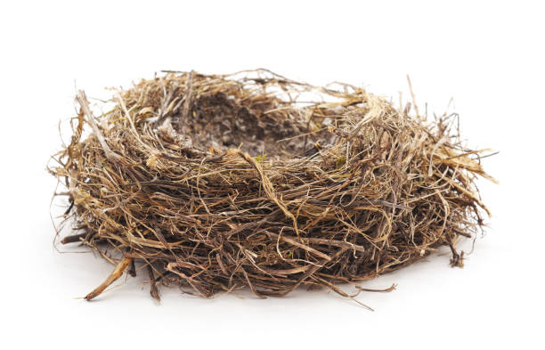 abandoned bird nest. - easter animal egg eggs single object imagens e fotografias de stock