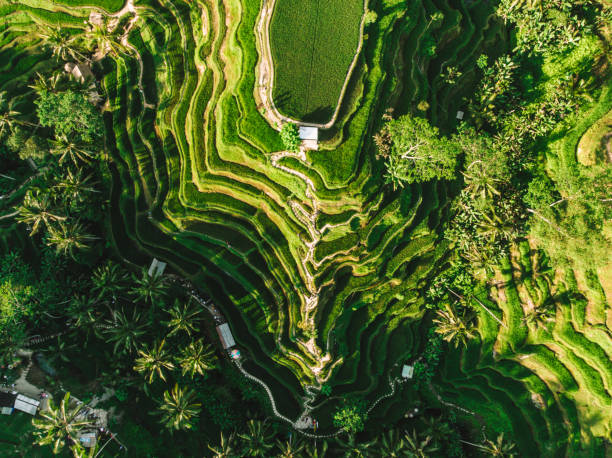 istock Aerial view over rice field 1124353292