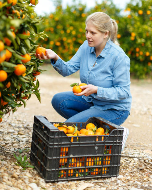 istock Female farmer picking carefully ripe mandarins 1124354499