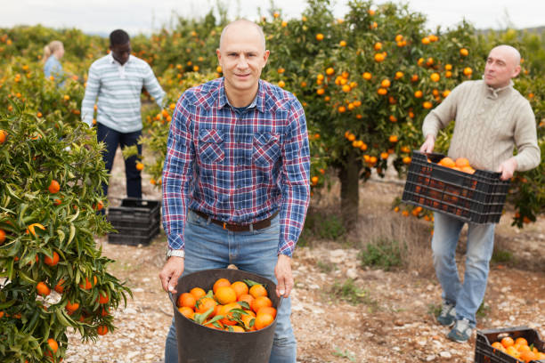 istock Group of farmers picking mandarins 1124354671