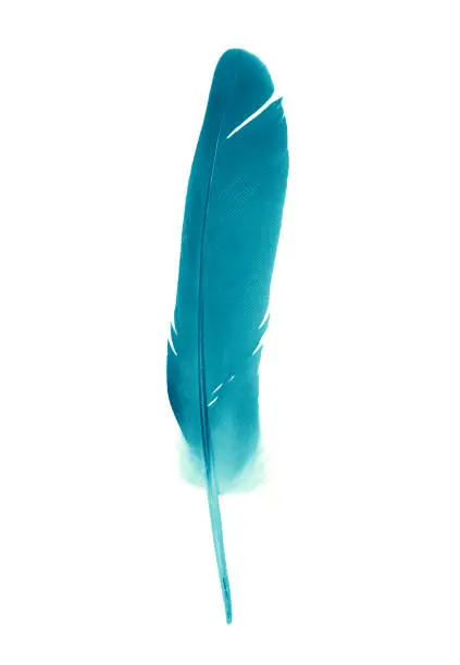 Photo of Beautiful feather color green turquoise isolated on white background