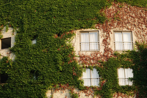 istock white window on green wall with climbing plant background. 1124361740