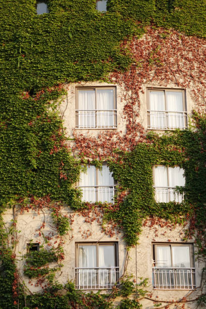 istock white window on green wall with climbing plant background. 1124361846