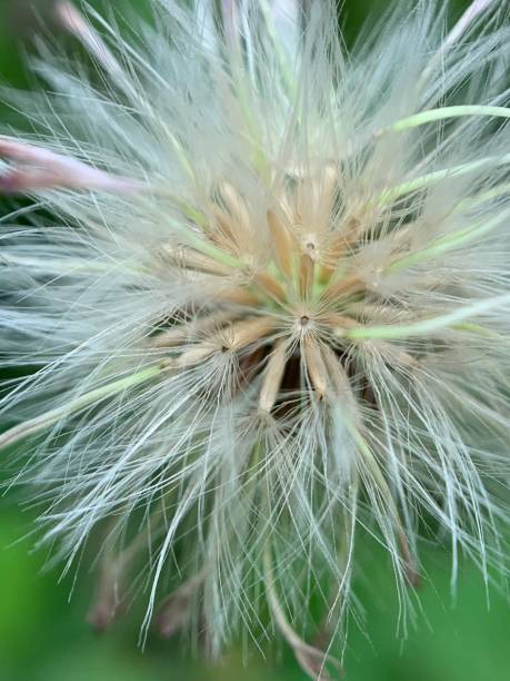 istock Marco view close up of dandelion flower 1124363245