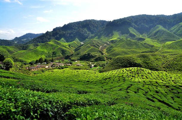 istock Tea Plantation, Cameron Highlands 1124363430