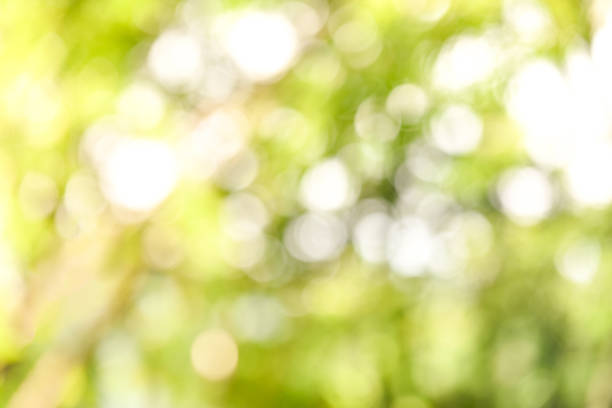 istock Abstract green background / Blur of green tree on nature and bokeh 1124366128