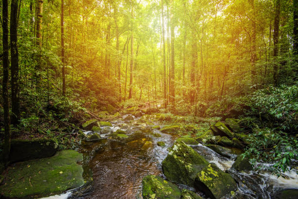 istock Stream nature green plant tree rainforest tropical jungle small waterfall river with rock flow from mountains 1124366168