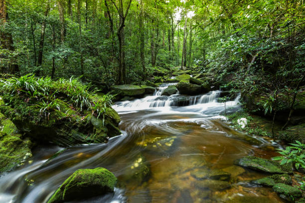 istock Mountain river stream waterfall green forest / Landscape nature plant tree rainforest jungle small waterfall 1124366176
