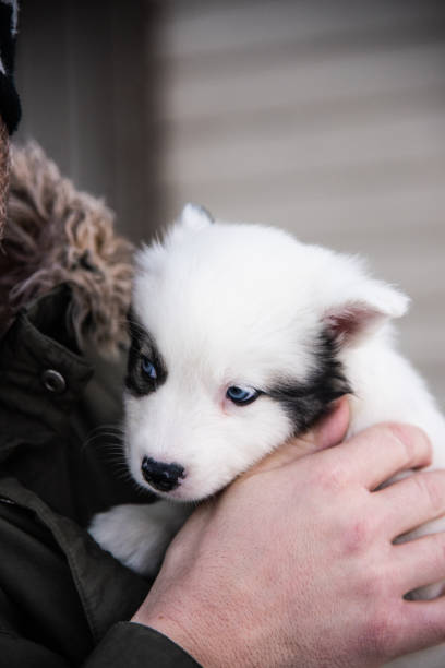 istock Yakutian laika puppy 1124369209