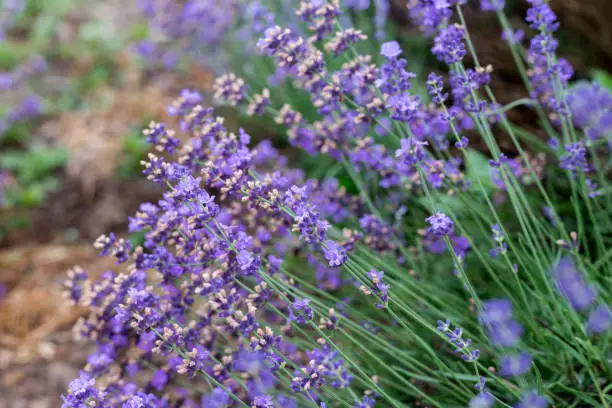 Closeup of Lavender in meadow during dusk