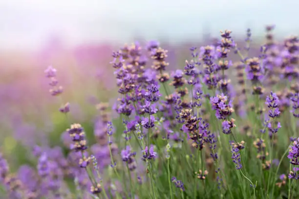 Closeup of Lavender in meadow during dusk