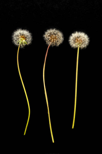 istock Dandelion seeds in black background 1124372554
