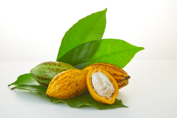 istock Cocoa fruits with green leaf on white background 1124372623