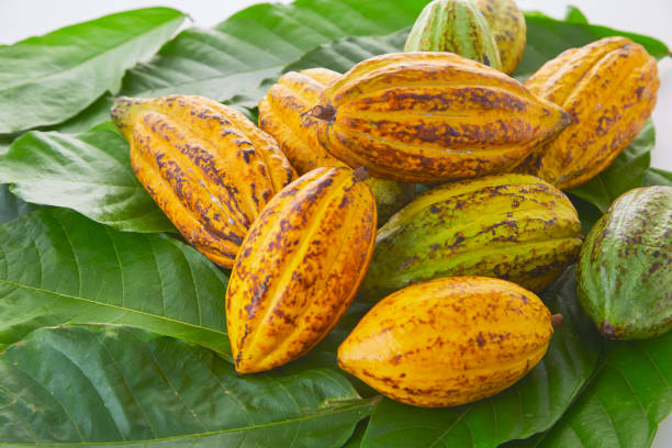 istock Cocoa fruits with green leaf on white background 1124372632