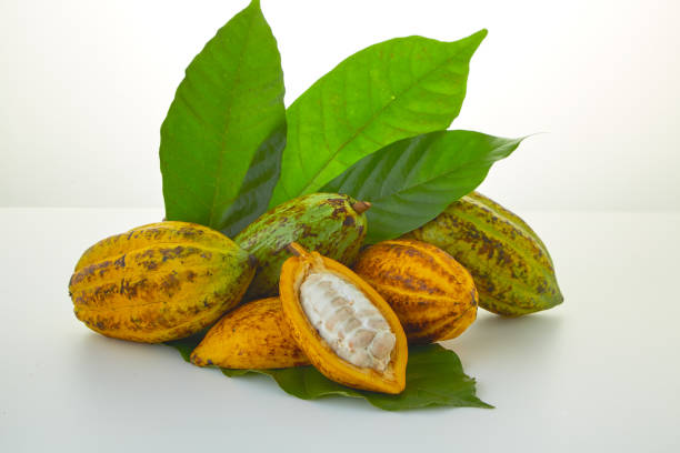 istock Cocoa fruits with green leaf on white background 1124372789