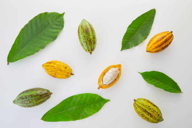 istock Cocoa fruits with green leaf on white background 1124372833