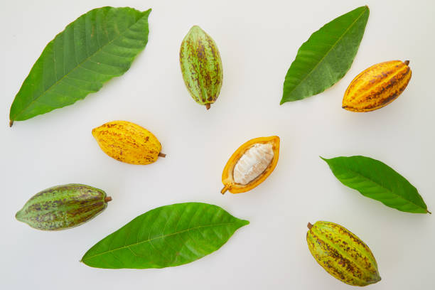 istock Cocoa fruits with green leaf on white background 1124372838
