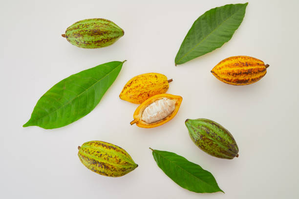 istock Cocoa fruits with green leaf on white background 1124372848
