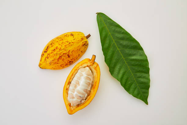 istock Cocoa fruits with green leaf on white background 1124373428