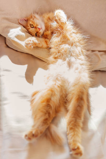 Cute ginger cat lying belly up in bed. Fluffy pet with curious funny expression on face.