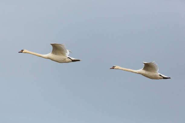 istock side view portrait two mute swans (cygnus olor) in consecutive flight 1124373953
