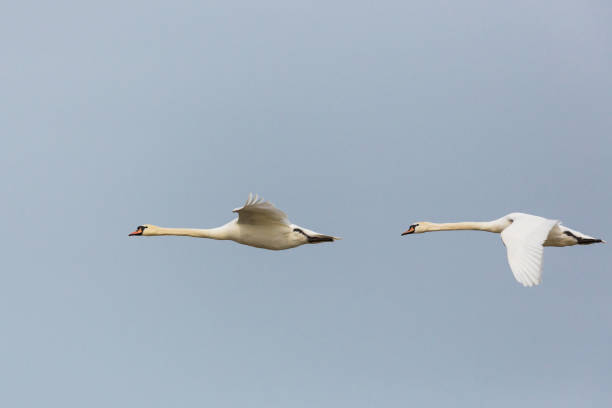 istock side view portrait two flying mute swans (cygnus olor) 1124374222